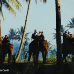 Borobudur-with-elephant-20