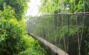 雨林吊桥（卡库姆国家公园）