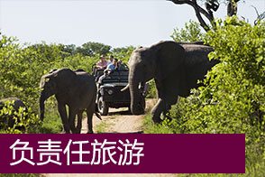 elephants-safari